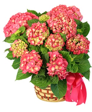BLOOMING PINK HYDRANGEA LIVE PLANT