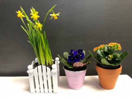 Blooming Plant 4inch (Container not included)