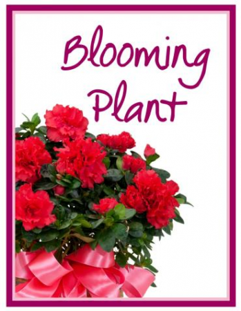 Blooming Plant  Designer's Choice 
