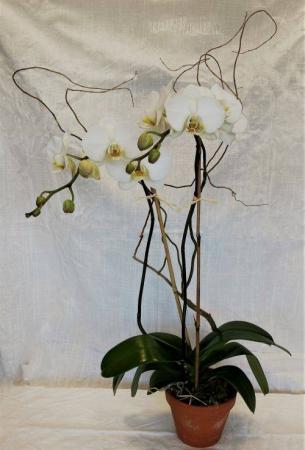 Double Phalaenopsis Orchid Blooming Plant
