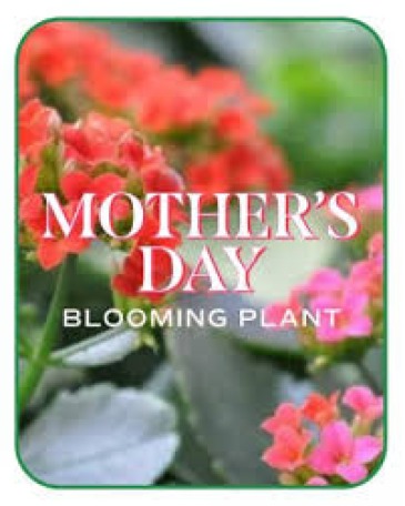 Blooming Plant   in Trumann, AR | Blossom Events & Florist