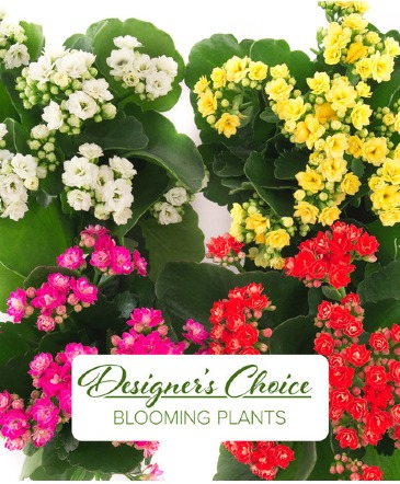 Blooming Plant   in Long Beach, MS | LOIS FLOWER SHOP