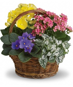 Blooming Plant Basket  in Northport, NY | Hengstenberg's Florist