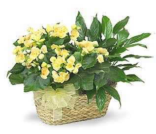 Bautiful Blooms A Blooming Plant Basket 