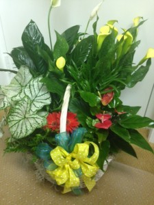 Blooming Plant Basket Multiple plant basket
