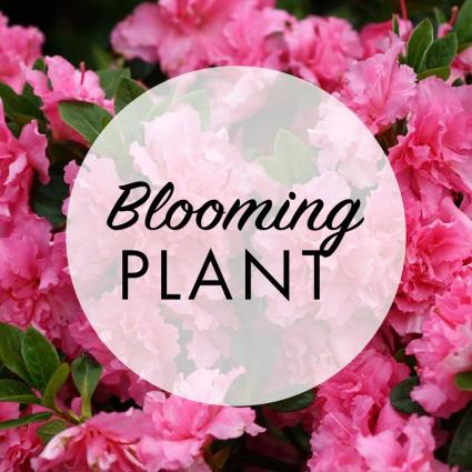Duo Blooming Plant Basket