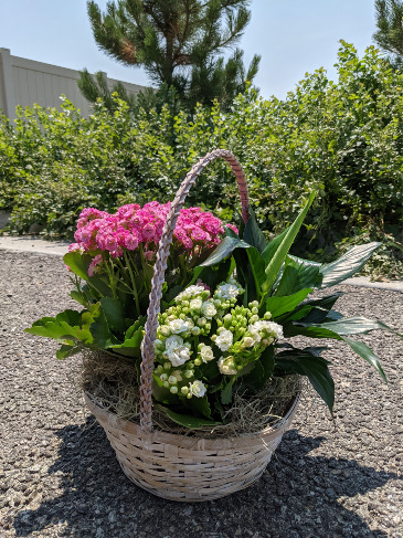 Blooming Plant Basket  in Elizabeth, CO | Hollie and Pine Floristry