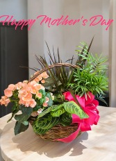 Blooming Plant Basket Plant