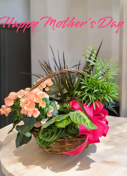 Blooming Plant Basket Plant