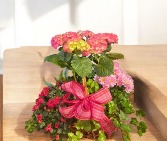 Blooming Plant Basket Plant