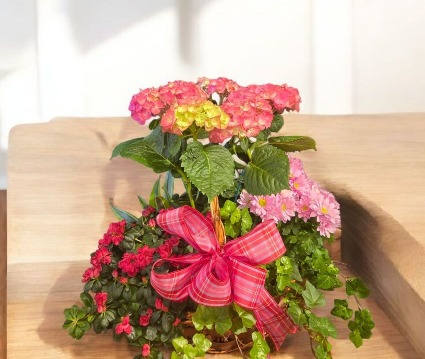 Blooming Plant Basket Plant