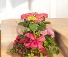 Blooming Plant Basket Plant