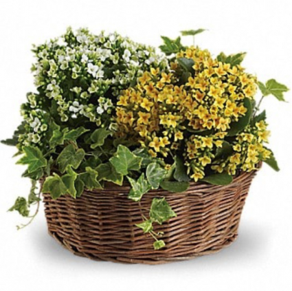Blooming Plant Basket Plants