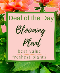 Blooming Plant Deal of the Day Indoor Plant