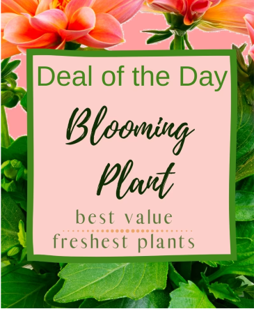 Blooming Plant Deal of the Day Indoor Plant in Aberdeen, SD | THE BOSTON FERN