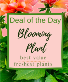 Purchase this funeral home arrangement