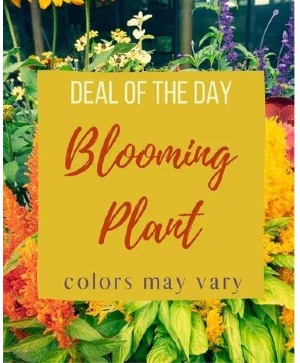 Blooming Plant Deal of the Day Arrangement