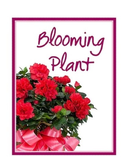 Blooming Plant Deal of the Day Arrangement
