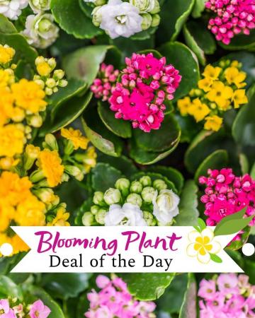 Blooming Plant Deal of the Day Plant