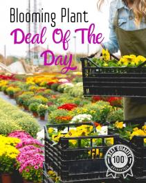 Blooming Plant Deal of the Day Plant