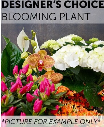 BLOOMING PLANT GREEN PLANTS in Harrisburg, AR | Blossom Events & Florist