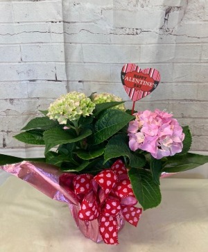 Blooming Plant Hydrangea