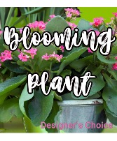 Blooming Plant in Pot