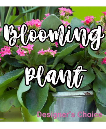 Blooming Plant in Pot in Anthony, KS | J-MAC FLOWERS & GIFTS