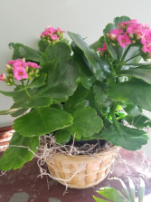 Blooming Plant in Wicker