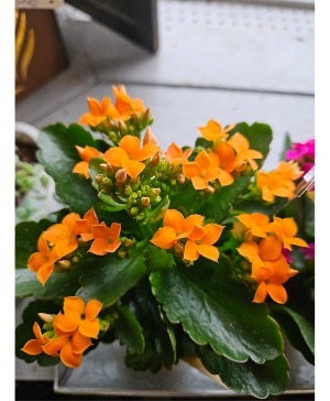 Blooming plant Kalanchoe and calendiva