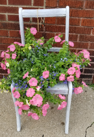 Blooming plant Plant