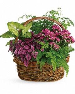 Blooming Planter Basket Plant