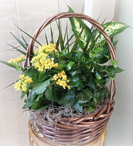 Blooming Planter Basket Plant