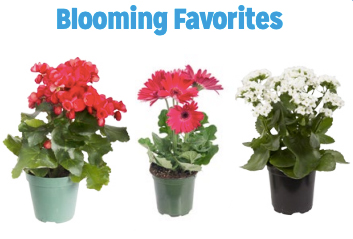 Blooming Plants Availability varies