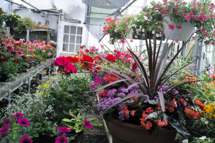 Blooming Plants From our Greenhouse