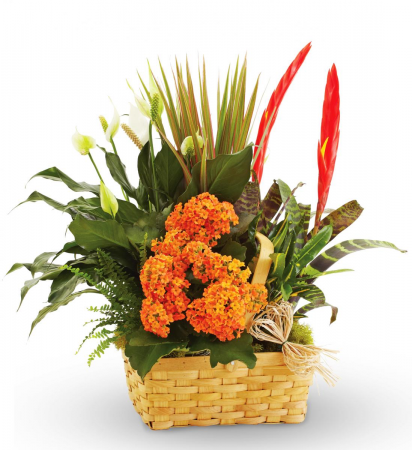 Blooming plants garden Basket Garden Basket