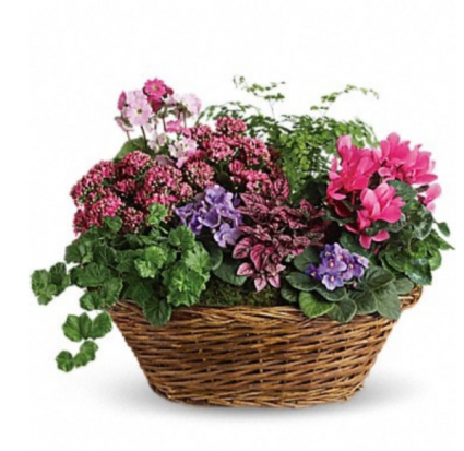 Blooming plants in Pinks Plants