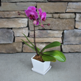Blooming Purple Orchid Blooming Plant