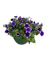Blooming purple petunia hanging basket Plant