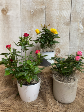 Blooming Rose bushes 4.5" diameter potted plant