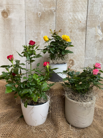 Blooming Rose bushes potted plant