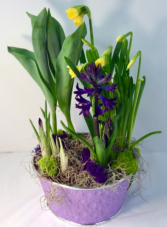 Blooming Spring Bulbs