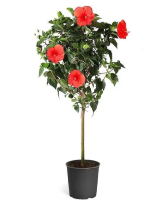 Blooming Tropical Hibiscus Tree 