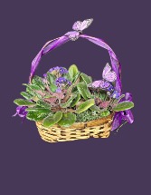 Blooming Violets Beautiful Violets in a basket 