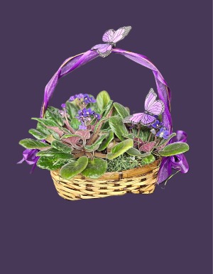 Blooming Violets Beautiful Violets in a basket 