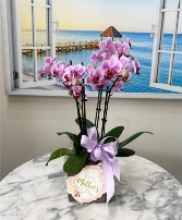 Blooming with Love 