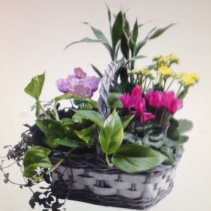 Natures Garden Dish Garden