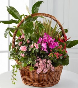 Blossom Basket Thomaston florist & Greenhouse 