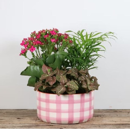 Gingham Garden Indoor Planter