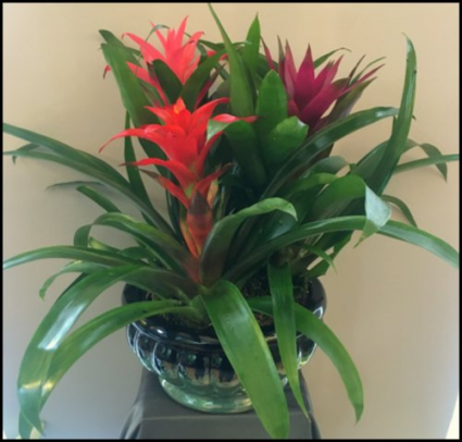 Blossoming Bromeliad Plant